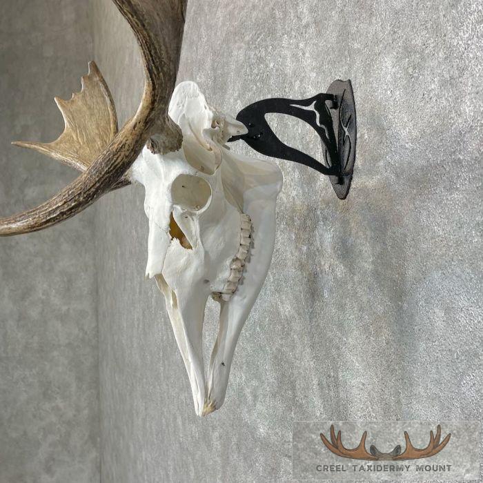 Maine Moose Skull European Mount For Sale - Image 5