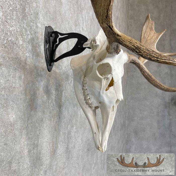 Maine Moose Skull European Mount For Sale - Image 6