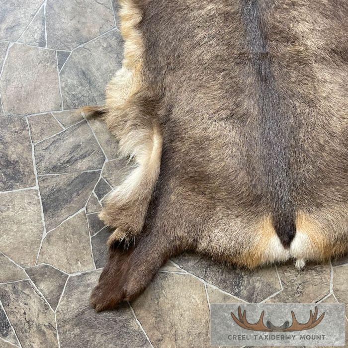 Chamois Tanned Hide For Sale - Image 5