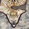 Spotted Hyena Full-Size Taxidermy Rug For Sale - Image 4