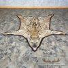 Spotted Hyena Full-Size Taxidermy Rug For Sale - Image 2