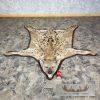 Spotted Hyena Full-Size Taxidermy Rug For Sale - Image 3