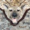 Spotted Hyena Full-Size Taxidermy Rug For Sale - Image 5