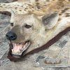 Spotted Hyena Full-Size Taxidermy Rug For Sale - Image 6