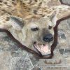 Spotted Hyena Full-Size Taxidermy Rug For Sale - Image 7