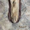Spotted Hyena Full-Size Taxidermy Rug For Sale - Image 8
