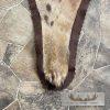 Spotted Hyena Full-Size Taxidermy Rug For Sale - Image 9