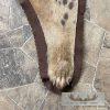 Spotted Hyena Full-Size Taxidermy Rug For Sale - Image 10