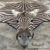 African Zebra Full-Size Taxidermy Rug For Sale - Image 4