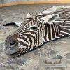 African Zebra Full-Size Taxidermy Rug For Sale - Image 5
