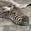 African Zebra Full-Size Taxidermy Rug For Sale - Image 6