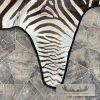 African Zebra Full-Size Taxidermy Rug For Sale - Image 7