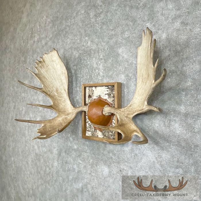 Western Canada Moose Antler Taxidermy Plaque For Sale - Image 2