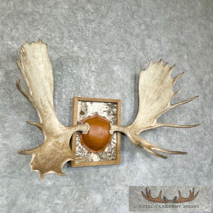 Western Canada Moose Antler Taxidermy Plaque For Sale - Image 3