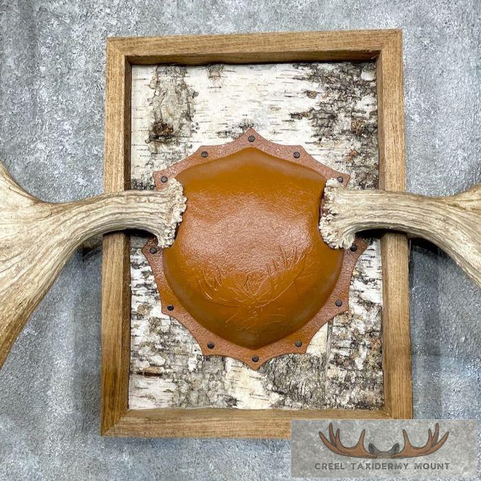 Western Canada Moose Antler Taxidermy Plaque For Sale - Image 4