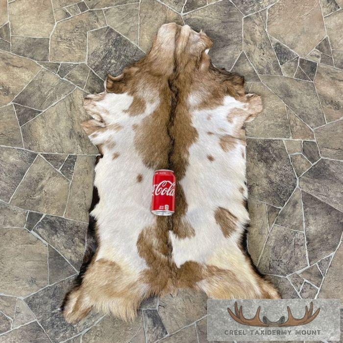 Goat Hide Taxidermy Tanned Skin For Sale - Image 2
