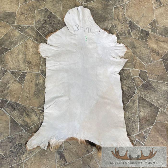 Goat Hide Taxidermy Tanned Skin For Sale - Image 3