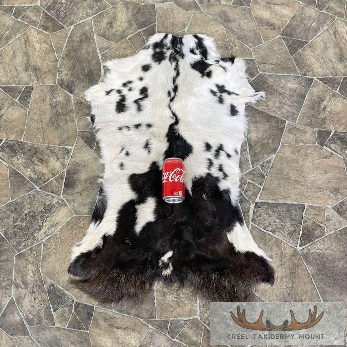 Goat Hide Taxidermy Tanned Skin For Sale - Image 2