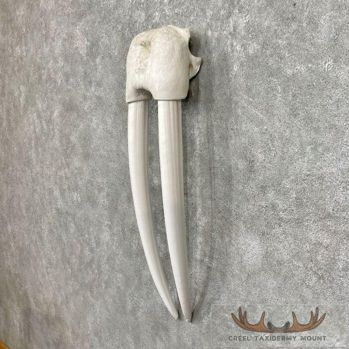 Walrus Replica Skull & Tusks Taxidermy Mount For Sale - Image 3