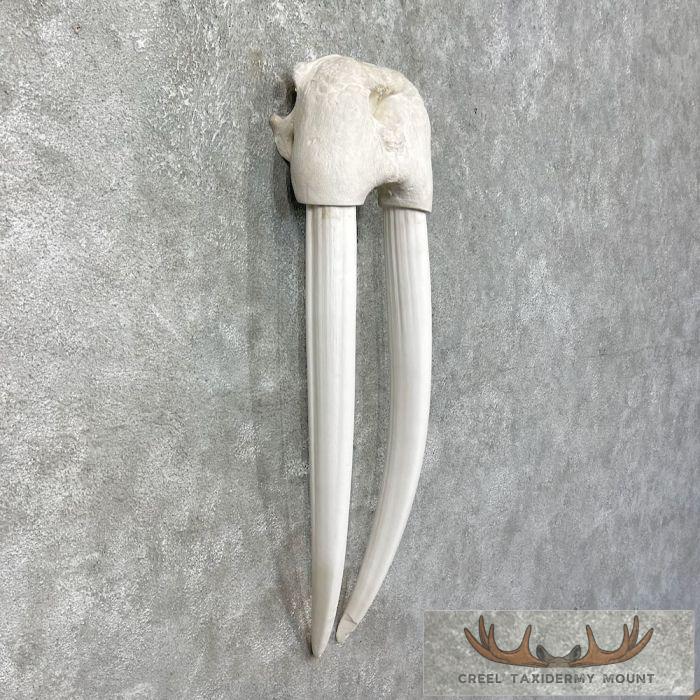 Walrus Replica Skull & Tusks Taxidermy Mount For Sale - Image 2