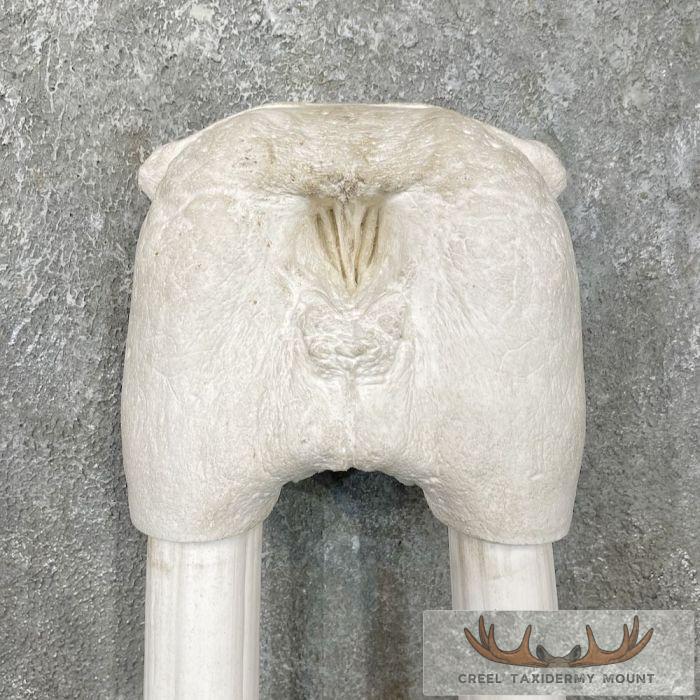 Walrus Replica Skull & Tusks Taxidermy Mount For Sale - Image 4