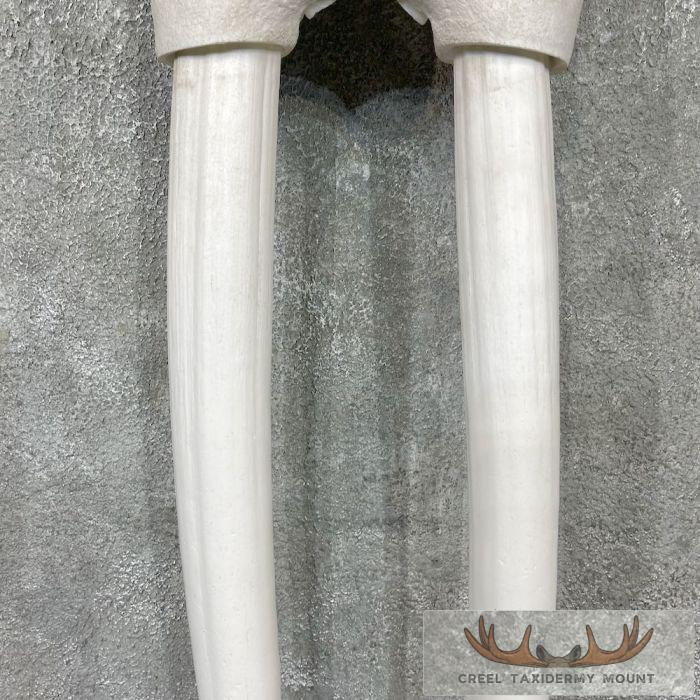 Walrus Replica Skull & Tusks Taxidermy Mount For Sale - Image 5