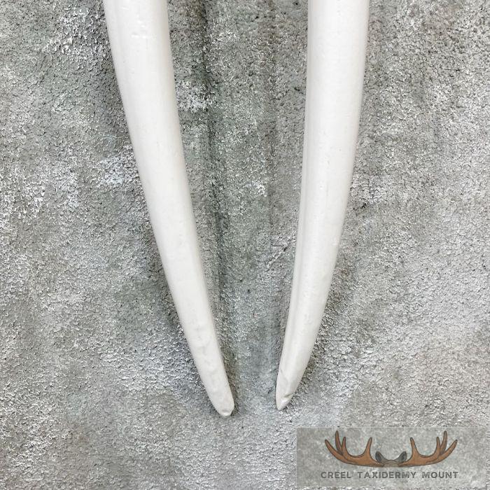 Walrus Replica Skull & Tusks Taxidermy Mount For Sale - Image 6