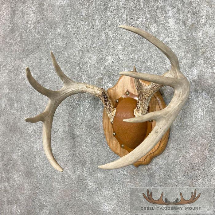 Whitetail Deer Antler Plaque Taxidermy Mount For Sale - Image 3