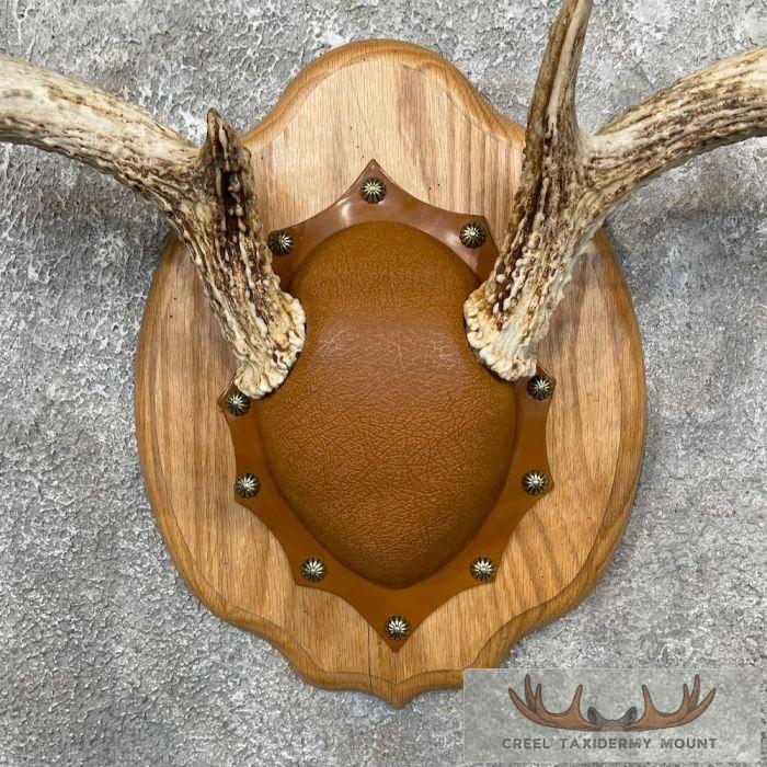 Whitetail Deer Antler Plaque Taxidermy Mount For Sale - Image 4