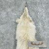 Arctic Wolf Tanned Hide For Sale - Image 3
