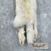 Arctic Wolf Tanned Hide For Sale - Image 5