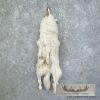 Arctic Wolf Tanned Hide For Sale - Image 2