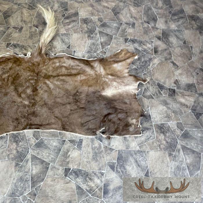 Black Wildebeest Back Hide For Sale - Image 3