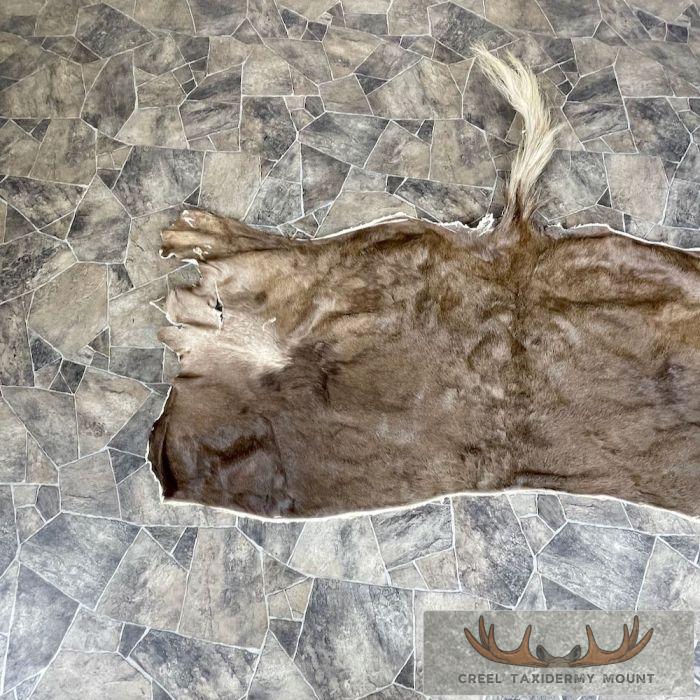Black Wildebeest Back Hide For Sale - Image 4