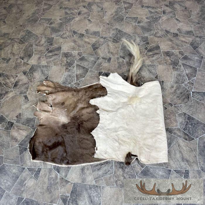 Black Wildebeest Back Hide For Sale - Image 2