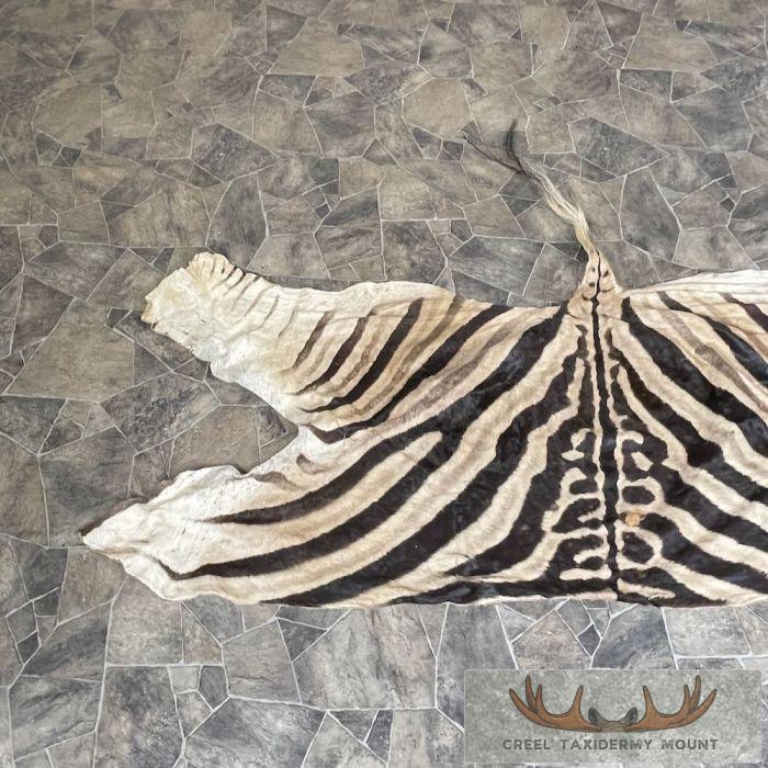 African Zebra Back Hide For Sale - Image 5