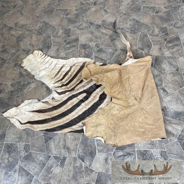 African Zebra Back Hide For Sale - Image 3