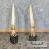 Elephant Tusk Replica Taxidermy Mount For Sale - Image 5