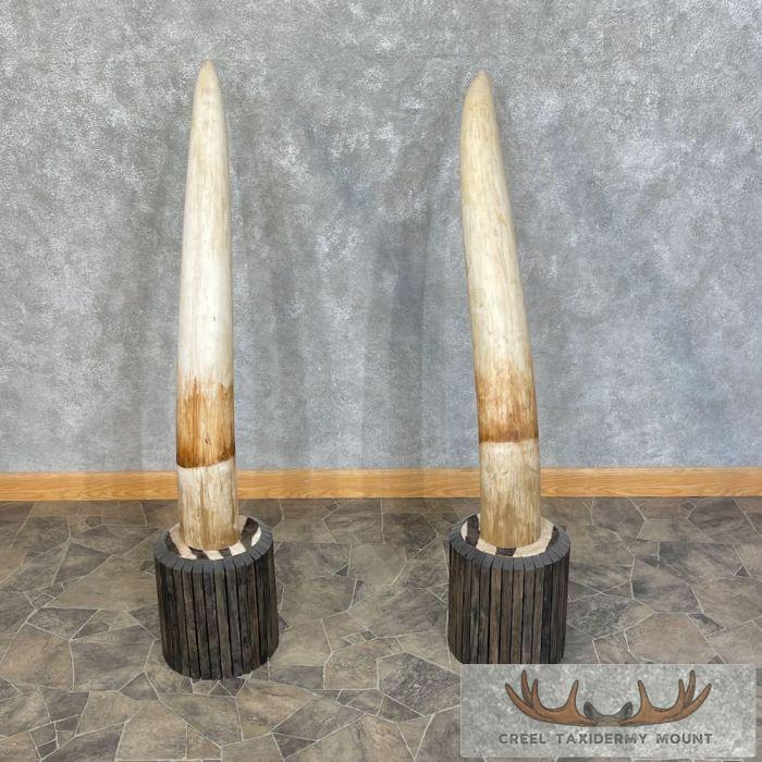 Elephant Tusk Replica Taxidermy Mount For Sale - Image 5
