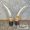 Elephant Tusk Replica Taxidermy Mount For Sale - Image 3