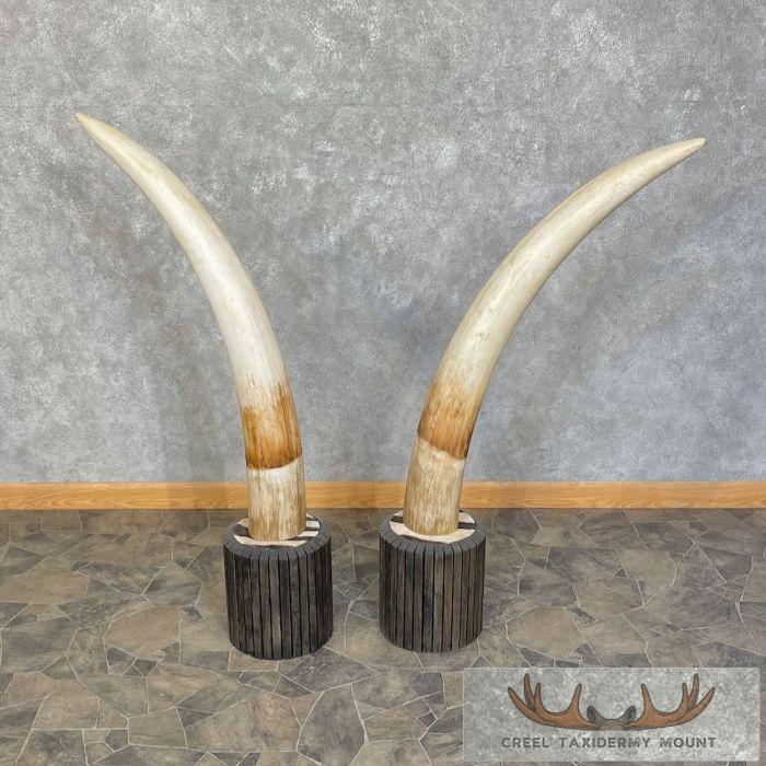 Elephant Tusk Replica Taxidermy Mount For Sale - Image 3