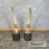 Elephant Tusk Replica Taxidermy Mount For Sale - Image 4