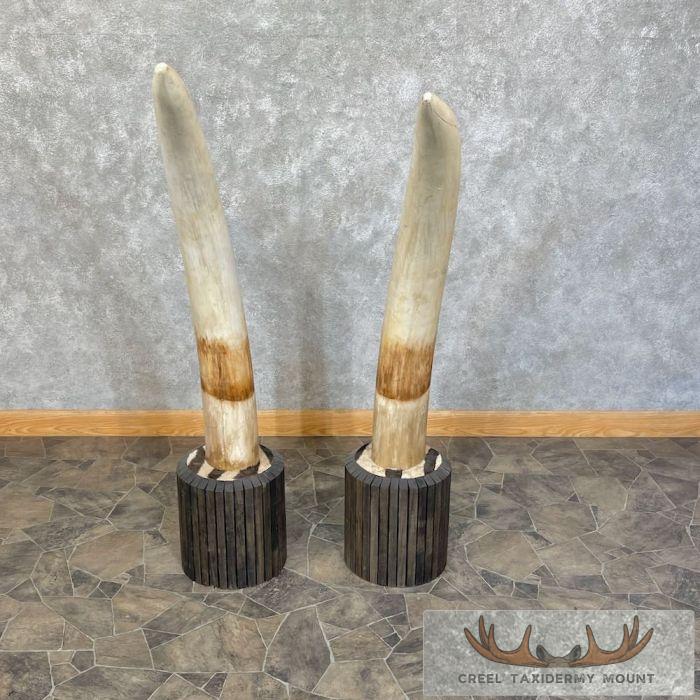 Elephant Tusk Replica Taxidermy Mount For Sale - Image 4