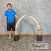 Elephant Tusk Replica Taxidermy Mount For Sale - Image 2