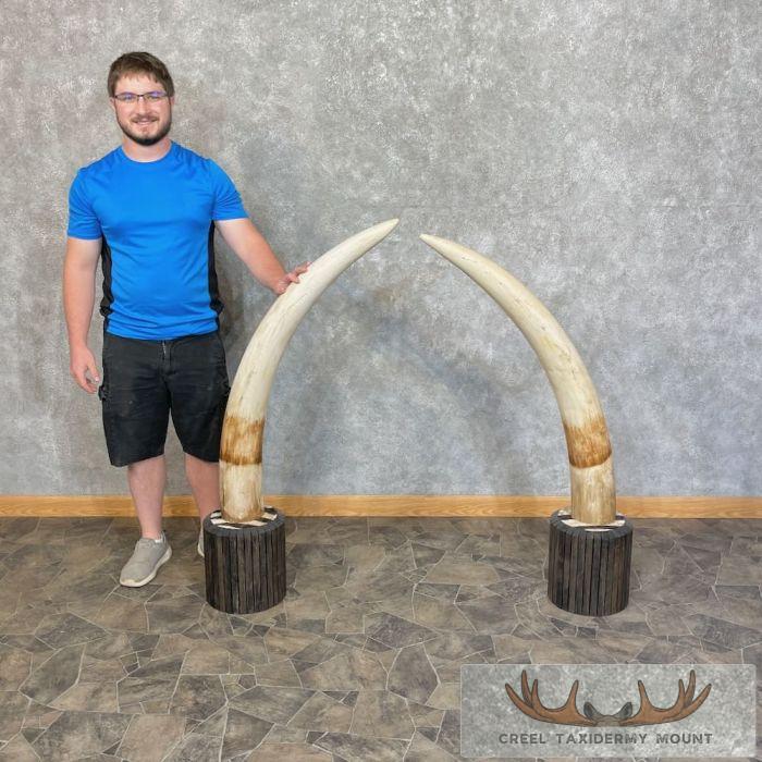 Elephant Tusk Replica Taxidermy Mount For Sale - Image 2