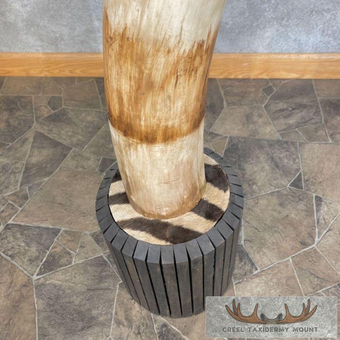 Elephant Tusk Replica Taxidermy Mount For Sale - Image 7