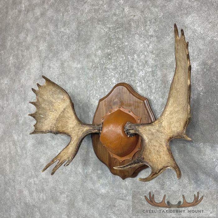 Shiras Moose Antler Taxidermy Plaque For Sale - Image 2