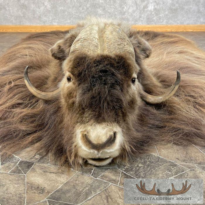 Greenland Muskox Taxidermy Rug For Sale - Creel Taxidermy