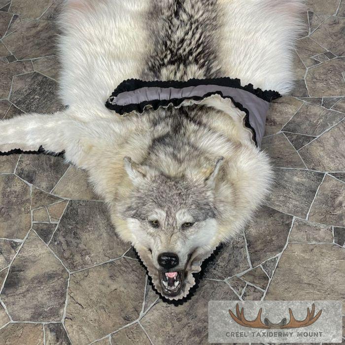 Grey Wolf Full Rug Taxidermy Mount For Sale - Image 9