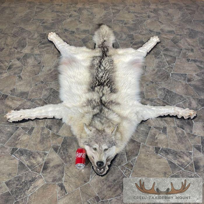 Grey Wolf Full Rug Taxidermy Mount For Sale - Image 2